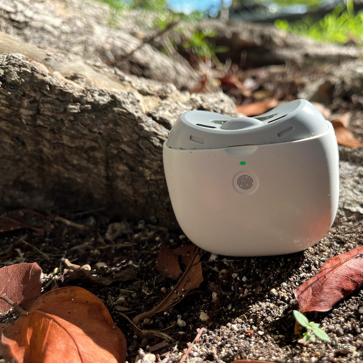 FYNGE nail trimmer lying among roots and fallen leaves in daylight